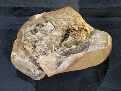 Ученые обнаружили окаменелые останки рыбы, которая жила на Земле 380 млн лет назад