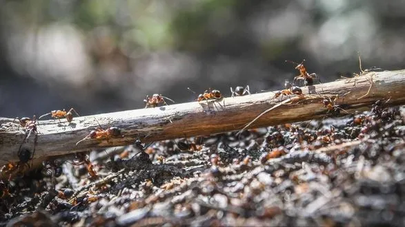 Дослідження виявило, що на Землі живе щонайменше 20 квадрильйонів мурах