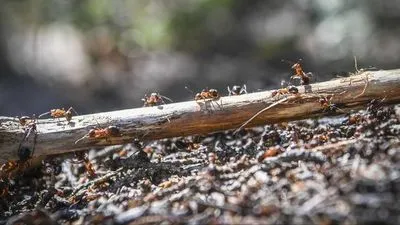 Исследование показало, что на Земле живет по меньшей мере 20 квадриллионов муравьев