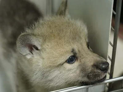 В Китае ученые клонировали арктическую волчицу