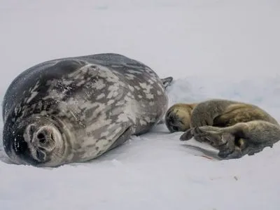 Мрия и Мир: украинские полярники выбрали имена для новорожденных тюленят