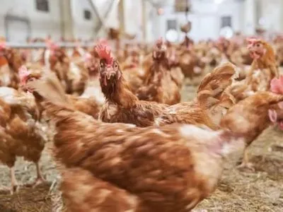 Из-за птичьего гриппа в Нидерландах уничтожили 200 тысяч кур