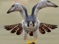 Науковці назвали найшвидшого птаха на Землі