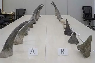 В Сингапуре изъяли самый большой рог носорога