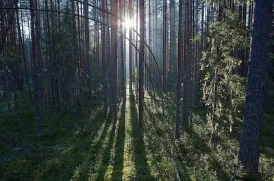 Пішли в ліси за журавлиною: в одному з сіл Карелії не змогли нікого мобілізувати