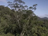 Вчені віднайшли найвище дерево в Амазонії