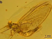 Завдяки знахідці у бурштині: дослідники відкрили новий вид комах, які жили понад 35 млн років тому
