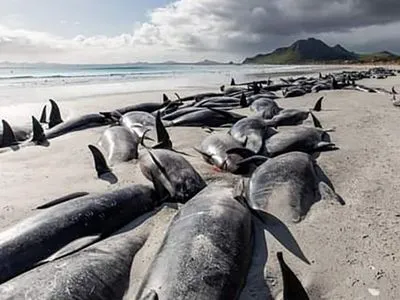 Близько 500 "чорних дельфінів" загинули, викинувшись на берег біля Нової Зеландії