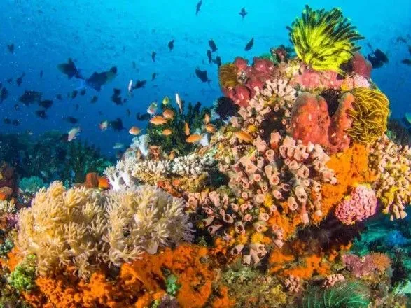 Изменение климата смертельно для коралловых рифов: новое исследование