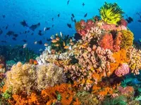Зміна клімату смертельна для коралових рифів: нове дослідження