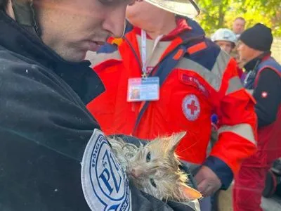 Из-под завалов атакованного дома в Киеве спасли кота
