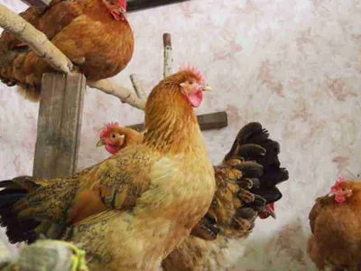 В Нидерландах из-за птичьего гриппа уничтожили 300 тысяч кур
