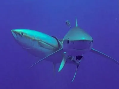 Подводная косметология: тунцы используют акул в качестве скраба