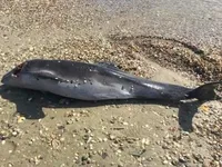 Через війну в Чорному морі могло загинути до 50 тисяч дельфінів - дослідник