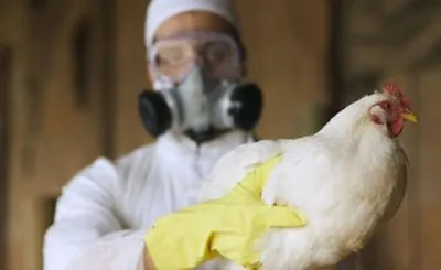 Спалах пташиного грипу у Болгарії: планують знищити 19 тис. курей