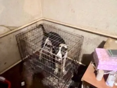 Замучили 7 щенков и 2 взрослых кобелей: в питомнике под Киевом животным устроили настоящий "ад"