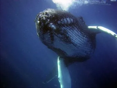 Сині кити з'їдають 10 мільйонів шматочків мікропластику на день - дослідження