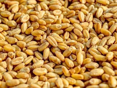 Пакистан схвалив угоду про імпорт 300 тисяч тонн пшениці з рф