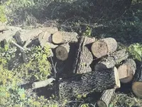 Убытки почти на 200 тыс грн: в Харьковской области разоблачили "черных лесорубов" из Полтавской области