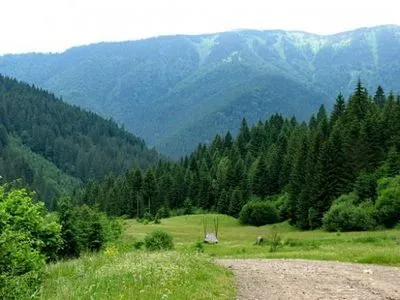 Треть лесного фонда Украины пострадала в результате действий рф