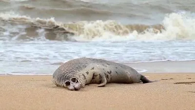 Понад 130 тюленів знайдено мертвими на пляжах Каспію