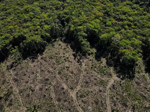 Вырубка лесов в бразильской Амазонии достигла антирекорда в октябре