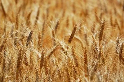В Украине завершили сбор пшеницы, гороха и ячменя: сколько намолотили