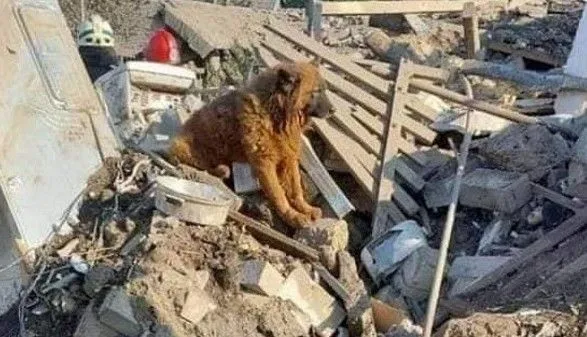 Умер пес Крым, выживший во время ракетного удара по Днепру