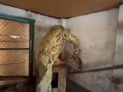 Кража животных из Херсонского зоопарка: в сети появилось видео