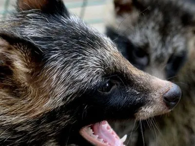 Оккупанты похитили из Херсонского зоопарка большинство животных