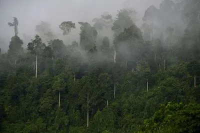 Бразилія, Індонезія та Демократична Республіка Конго підписали пакт про вирубку лісів