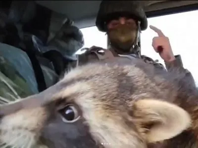 рашисти використовують вкраденого херсонського єнота у своїй пропаганді - зоозахисники