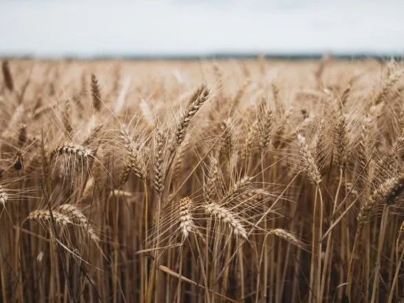 Понад 39 млн тонн зерна намолотили в Україні: які області в лідерах