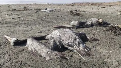 Пташиний грип вбив майже 14 000 пеліканів та морських птахів у Перу
