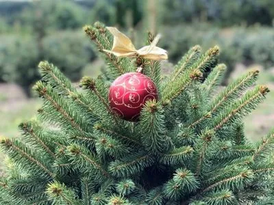В Украине начали продажу новогодних елок