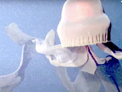 Сверхредкую медузу заметили у берегов США