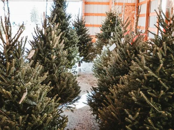 В Киеве стартуют продажи новогодних елок: когда и где можно приобрести деревья