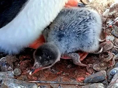 Перше у цьому сезоні: біля "Вернадського" народилося пінгвінятко