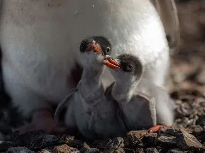Возле "Вернадского" пингви-бум: полярники показали, как появляется на свет пингвиненок