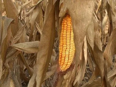 Третина врожаю кукурудзи в Україні все ще на полях через дощі та відключення електрики - Bloomberg