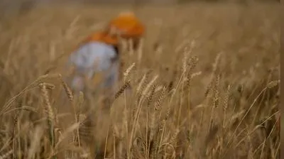 Сирия в этом году в 20 раз увеличила импорт пшеницы из оккупированного рф Крыма