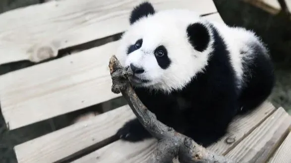 Самець панди у нідерландському зоопарку виявився самкою