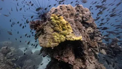 "Він просто помирає": хвороба жовтої смуги спустошує коралові рифи Таїланду