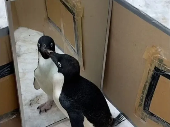 antarktichni-pingvini-proyshli-dzerkalniy-test-vcheni-podililisya-rezultatami