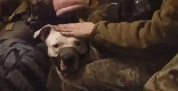 Україна повернула з полону пса з "Азовсталі", якого дарували кадирову