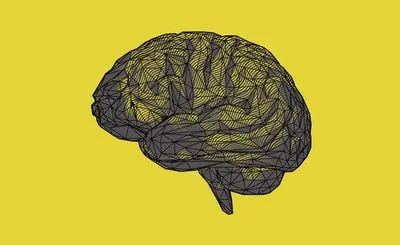 Людський мозок ніколи не дорослішає по-справжньому: нове дослідження вчених