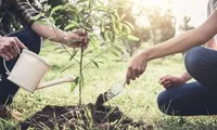 Садівництво позитивно впливає на людину: вчені розповіли, чому