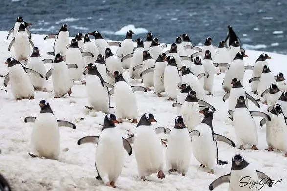 pingvini-zapolonili-antarktichnu-stantsiyu-ukrayini