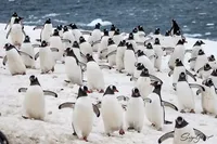 Пингвины "заполонили" антарктическую станцию Украины