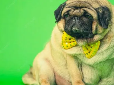 Дієтичні хитрощі для собак: дослідники розповіли, як допомогти вихованцю легко схуднути
